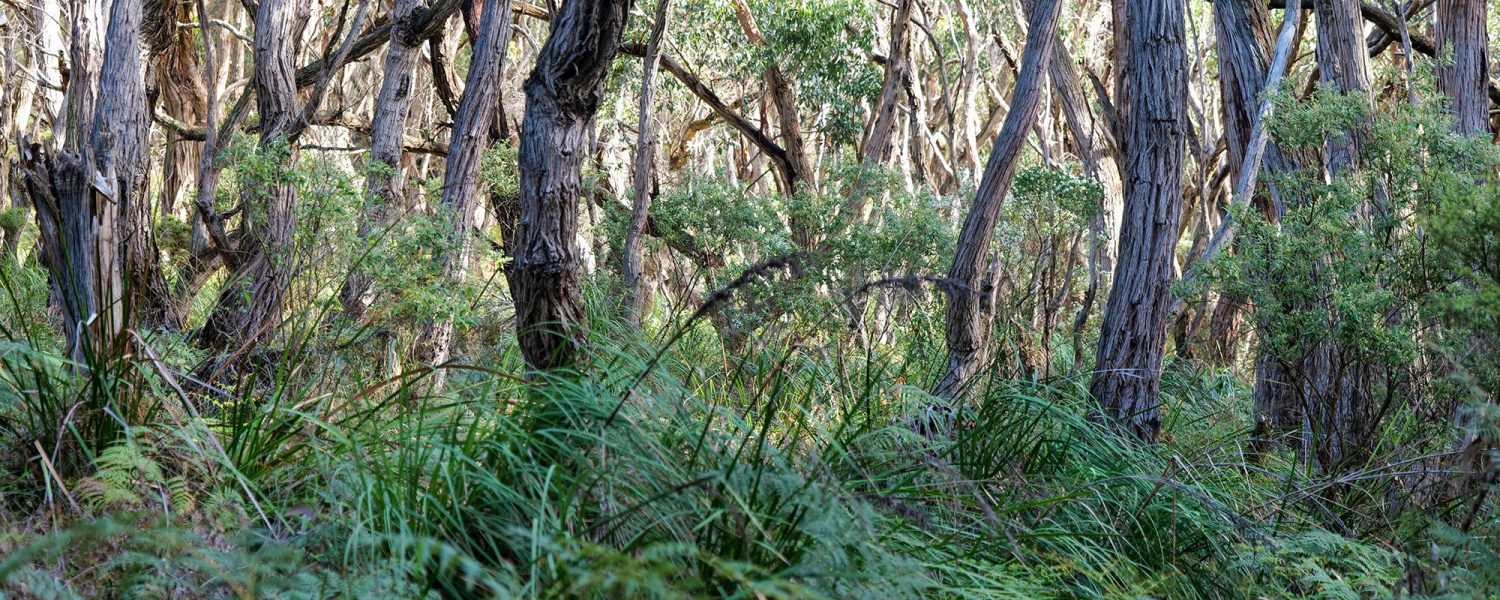 australian-bush